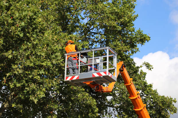 Best Weed Control  in La Ada Flintridge, CA