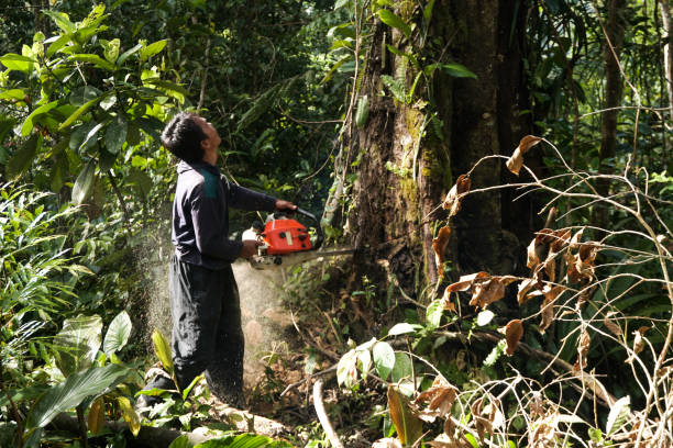 Best Hazardous Tree Removal  in La Ada Flintridge, CA